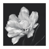 Buy Summer's Surprise at AllPosters.com