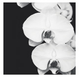 Buy Orchid Portrait II at AllPosters.com
