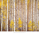 Aspen Grove, Colorado Art Print