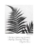 Buy Delicate Ferns at AllPosters.com