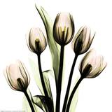 Crystal Flowers X-ray, Tulip Bouquet
