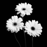 Gerbera Portrait II