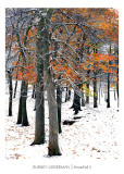 Snowfall II