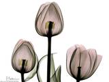 Trio of Tulips II