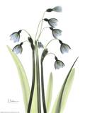 Blue Floral X-ray, Snowdrop