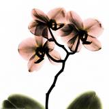 Crystal Flowers X-ray, Orchid