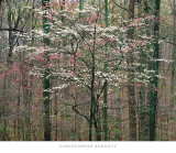 Buy Pink and White Dogwoods, Kentucky at AllPosters.com