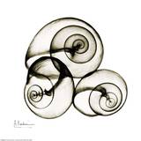Buy X-ray Snail Shells, Sepia at AllPosters.com