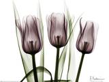 Trio of Tulips I
