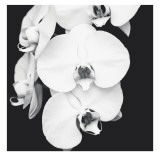 Buy Orchid Portrait I at AllPosters.com