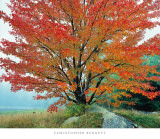 Buy Wild Red Maple and Fog, New Hampshire at AllPosters.com