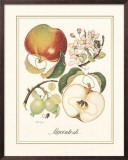 Macintosh