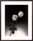 Buy Roses at AllPosters.com