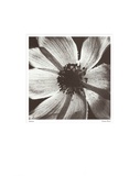 Buy Anemone I at AllPosters.com