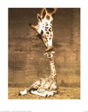 Giraffe, First Kiss