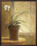 Orchid Simplicity