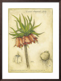 Crown Imperial Lily Framed Art Print