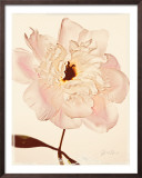 Buy White Peony at AllPosters.com