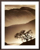 Desert Dreams II
