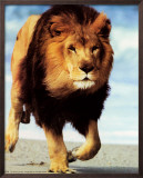 Lion Running