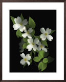 Buy Dogwood at AllPosters.com