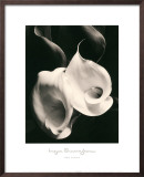 Buy Two Callas at AllPosters.com
