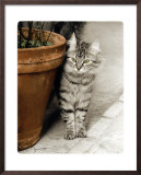 Buy Minou at AllPosters.com