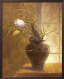 Tulip Simplicity