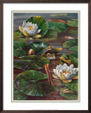 Frog in Lily Pond