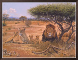 Buy Lion Familly at AllPosters.com