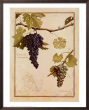 Cabernet Sauvignon Framed Art Print