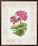 Buy Fleur du Jour, Geranium at AllPosters.com