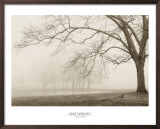Buy Layers of Trees I at AllPosters.com