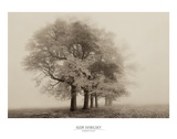 Buy Harmony in Fog at AllPosters.com