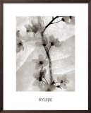 Buy Cherry Blossoms in Winter at AllPosters.com