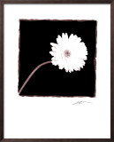Zinnia
