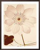 Buy White Clematis at AllPosters.com