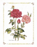 Buy Red Roses at AllPosters.com