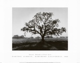 Buy Oak Tree, Sunrise at AllPosters.com