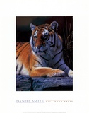 Bengal Tiger