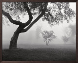 Buy Into the Mist at AllPosters.com