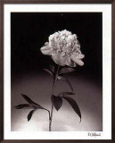 Buy Peonies at AllPosters.com