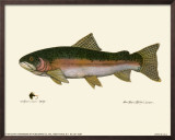 Buy Steelhead Trout at AllPosters.com