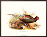 Pheasant Versicolor