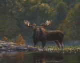 North Country Moose