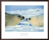 Mother and Pup