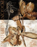 Buy Blooming Orchid II at AllPosters.com