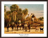 Bringing in the Cotton