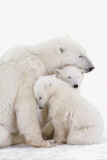 Buy Polar Bear Family at AllPosters.com