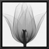 Buy Triumph Tulip at AllPosters.com